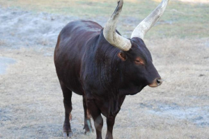 Wycieczka - zniszczony przodek europejskich zwierząt gospodarskich Wycieczka - zniszczony przodek europejskich zwierząt gospodarskich