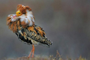 Turukhtan - ptak z jaskrawym kołnierzem