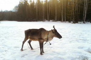 Święty mikołaj ma jelenia prosto z pobytu w prawo