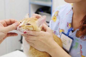 Kot jest wybrany z oka - normy lub patologii? Kot jest wybrany z oka - normy lub patologii?