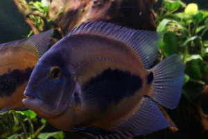 War. Treść ryb wau, hodowla w akwarium