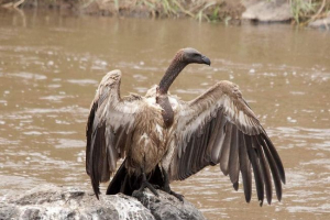 Naukowcy: sęp afrykański pod groźbą zaginięcia