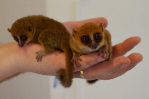 Naukowcy okazali się, że lemury krasnoludów nie obawiają się ludzi Naukowcy okazali się, że lemury krasnoludów nie obawiają się ludzi