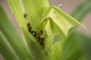 Naukowcy: caterpillars oszukują kukurydzę z własnymi kałami