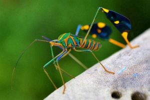 Naukowcy: źródło kwasów tłuszczowych omega-3 może być owadami Naukowcy: źródło kwasów tłuszczowych omega-3 może być owadami