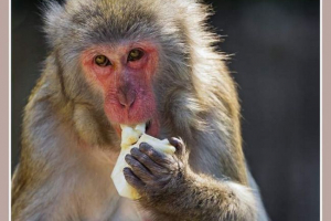 Naukowcy: japoński macaki - prawdziwy klastyczny