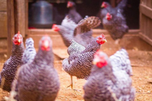 Naukowcy: chours ewoluowały szybciej niż wcześniej myślał Naukowcy: chours ewoluowały szybciej niż wcześniej myślał