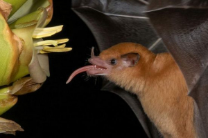 Naukowcy: niektóre nietoperze mają języki ułożone jako przenośnik