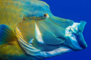 Naukowcy wyszkolili ewolucję ślizgowej szczęki w rybach Naukowcy wyszkolili ewolucję ślizgowej szczęki w rybach