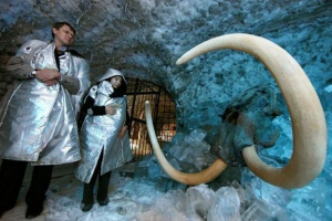 Naukowcy przystępują do klonowania mamutów Naukowcy przystępują do klonowania mamutów