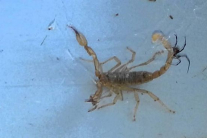 Naukowcy insceniczni z żółtą skorpionem i czarną wdową