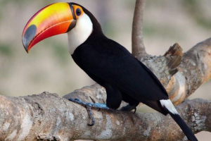 Naukowcy: niepowodzenie tropikalnych zwierząt zmieni klimat