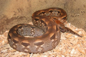 Durier i earthman ravl - najbardziej czułe zwierzęta Durier i earthman ravl - najbardziej czułe zwierzęta