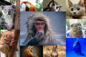 Zaskoczone zwierzęta: galeria z pass oczy