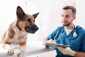 Dbanie o psa po sterylizacji Dbanie o psa po sterylizacji