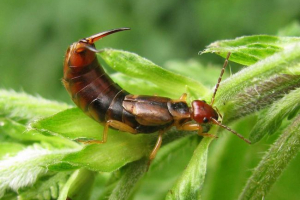 Podstawa: czy jest wspinaczką owadem w uszach?