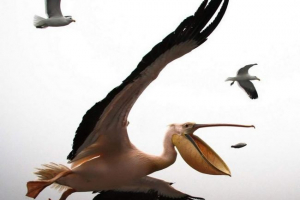 Ukraińska policja szuka osób, które zorganizowały strzał pelikanów w szoku