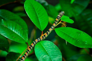 Dekorowane węża drewniane - widoki, funkcje, zdjęcie i wideo Dekorowane węża drewniane - widoki, funkcje, zdjęcie i wideo