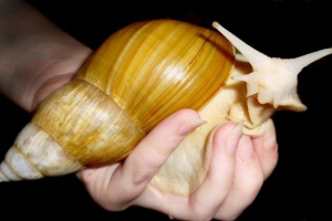 Ślimak akhatina Ślimak akhatina