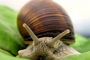Ślimaki w kosmetologii