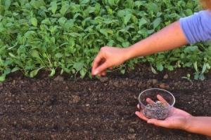 Poprawa płodności gleby