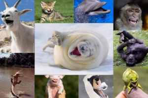 Uśmiechnięte zwierzęta: najlepsze zdjęcia