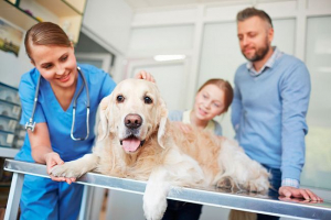 Uretrostomy u psów - jaka jest procedura?