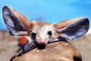 Uczony tushkhank Uczony tushkhank