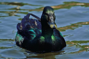 Kaczka kaiuga Kaczka kaiuga