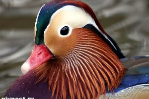 Kaczka mandarinka. Styl życia i kaczka mądra kaczka