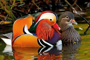 Kaczka mandarinka Kaczka mandarinka