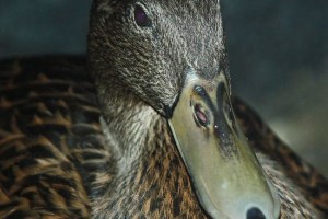 Meller duck Meller duck