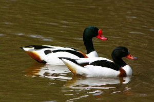 Kaczka peganka: jaki ptak?