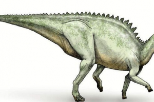 Rock-skinned zaurgof. Styl życia jaszczurki ziołowej