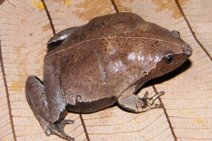 Narker lub mikrokupy: odmiany i styl życia Narker lub mikrokupy: odmiany i styl życia