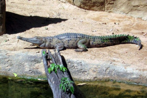 Narorzeous krokodyl mieszkańcy w australii