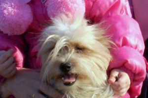 Na lotnisku jekaterynburga gospodyni rzucił zamrożony psa