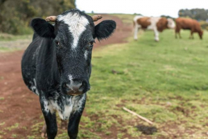 W regionie amur, człowiek strzał krowy z zemsty