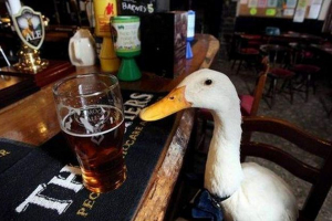 W anglii, domowa kaczka została opublikowana pub