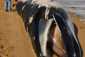 11-Metrowy whale rzucony na brzeg w anglii