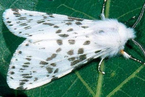 W arkansas odkrył niezwykły motyl