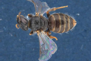 Australia odkryta alkoholem i długimi bębnami pszczół