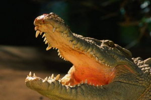 W australii zoo, głodny krokodyl otgbya lap W australii zoo, głodny krokodyl otgbya lap