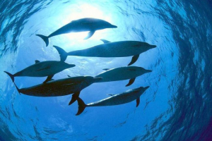 W morzu bałtyckim zauważają