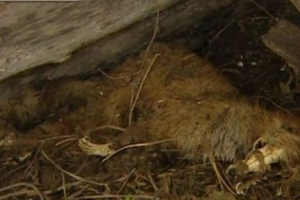 W baszkirze chupacabra ekscytuje rustykalne mieszkańcy W baszkirze chupacabra ekscytuje rustykalne mieszkańcy