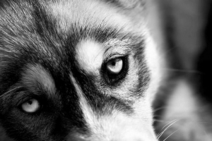 W baszkirii mężczyzna wyrzucił swoją córkę z czwartego piętra W baszkirii mężczyzna wyrzucił swoją córkę z czwartego piętra