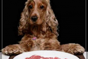 W berlinie otwarto restaurację na wybredne psy W berlinie otwarto restaurację na wybredne psy