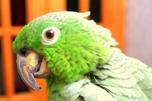 W boliwii mieszka najgęstszą papugę