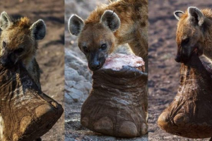 W botswanie, hiena ugryzła się z nogi słonia