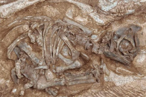 W brazylii znalazł pozostałości nieznanej nauki dinozaurów W brazylii znalazł pozostałości nieznanej nauki dinozaurów